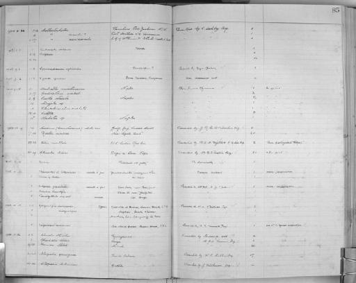 Patella - Zoology Accessions Register: Mollusca: 1925 - 1937: page 85