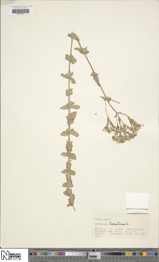 Hypericum tomentosum L. - BM001204626