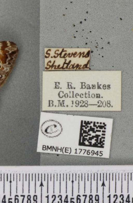 Dysstroma citrata pythonissata (Milliere, 1870) - BMNHE_1776945_label_353646