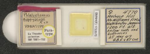 Lutzomyia (Micropygomyia) duppyorum Fairchild & Trapido, 1950 - 1722070.jpg