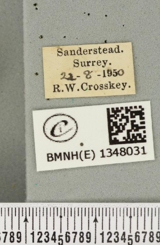 Triodia sylvina (Linnaeus, 1761) - BMNHE_1348031_label_186074