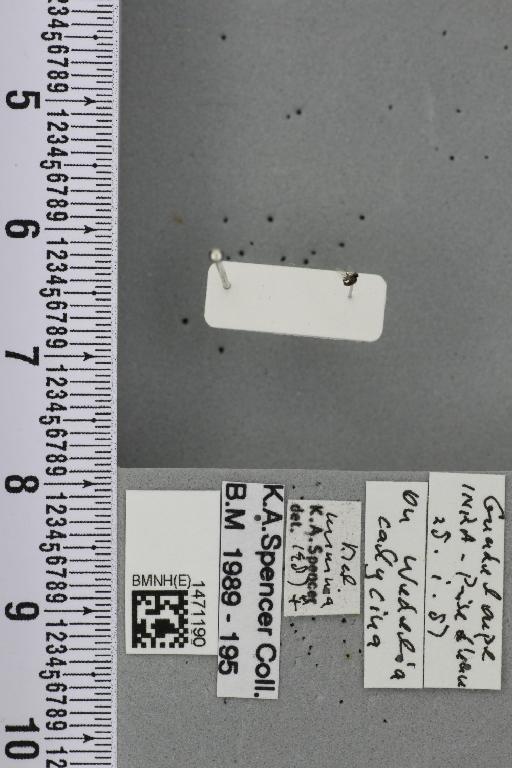Melanagromyza minima (Malloch, 1913) - BMNHE_1471190_46051