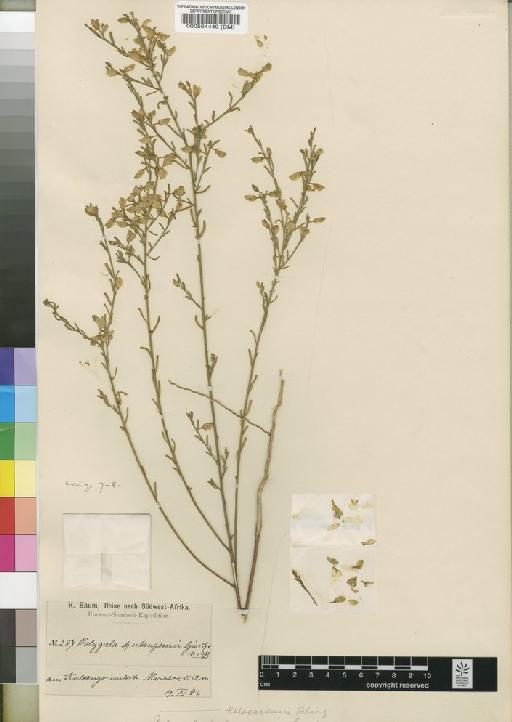 Polygala kalaxariensis Schinz - BM000564449