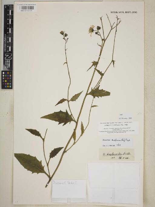 Hieracium anglorum Pugsley - BM013722191