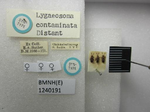 Lygaeosoma contaminata Distant, 1918 - Lygaeosoma contaminata-BMNH(E)1240191-Syntype female dorsal & labels