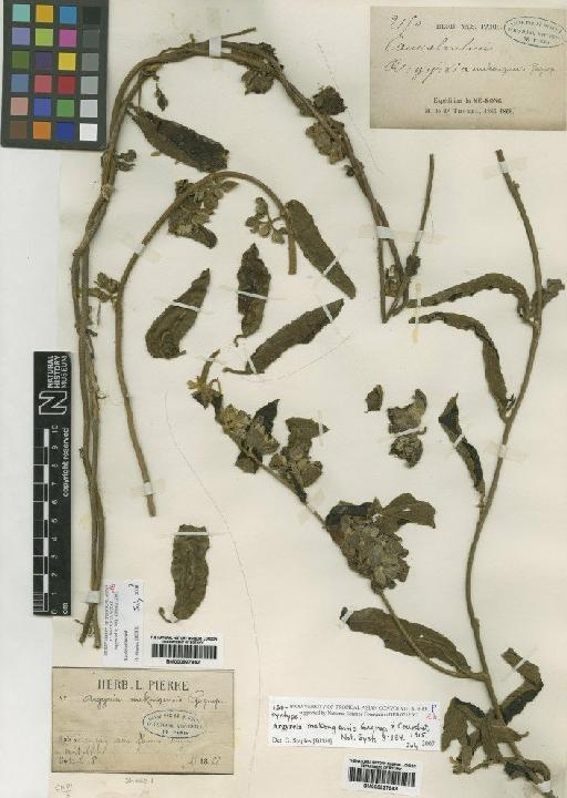 Ipomoea mekongensis (Gagnep. & Courchet) J.R.I.Wood & Scotland - BM000927943