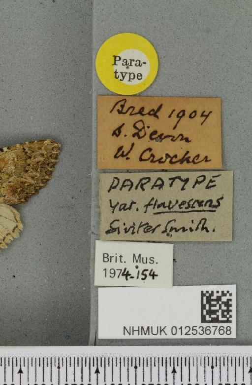 Polymixis lichenea ab. flavescens Siviter Smith, 1942 - NHMUK_012536768_label_645911