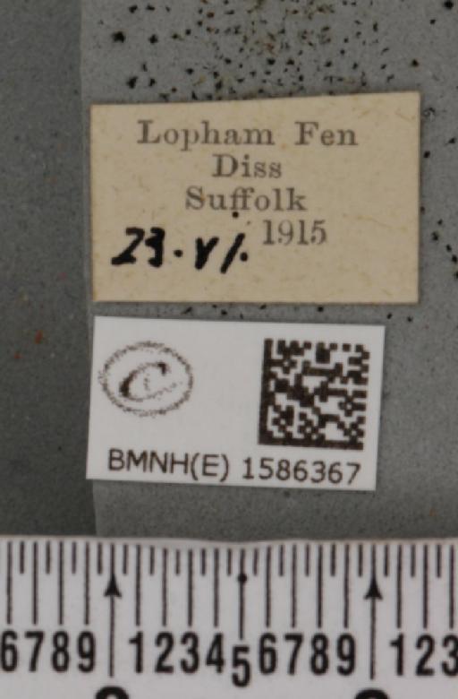 Idaea muricata (Hufnagel, 1767) - BMNHE_1586367_label_260446