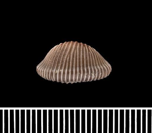 Cypraea sanguinea G. B. Sowerby I, 1832 - 1966620_1c