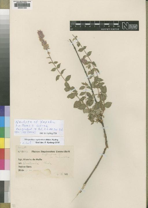 Clinopodium myrianthum (Baker) Ryding - BM000812636