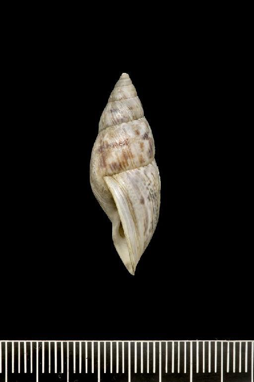 Bulimus yungasensis A.D.Orb., 1837 - Bulimus yungasensis d'Orbigny, 1835 - SYNTYPES - 1854.12.4.134