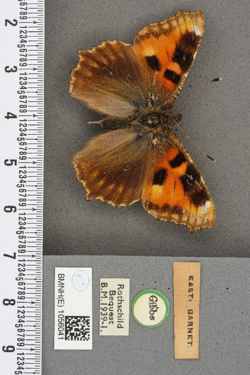 Aglais urticae ab. dannenbergi Neuberg, 1905 - BMNHE_1056041_45302
