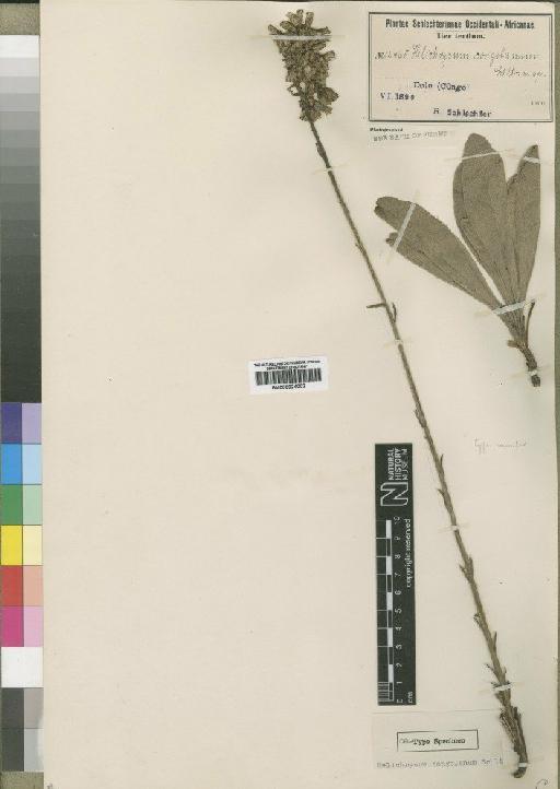 Helichrysum congolanum Schltr. - BM000924002