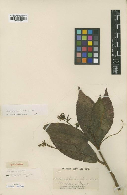 Gesneria cymosa (Urb.) - BM000953501