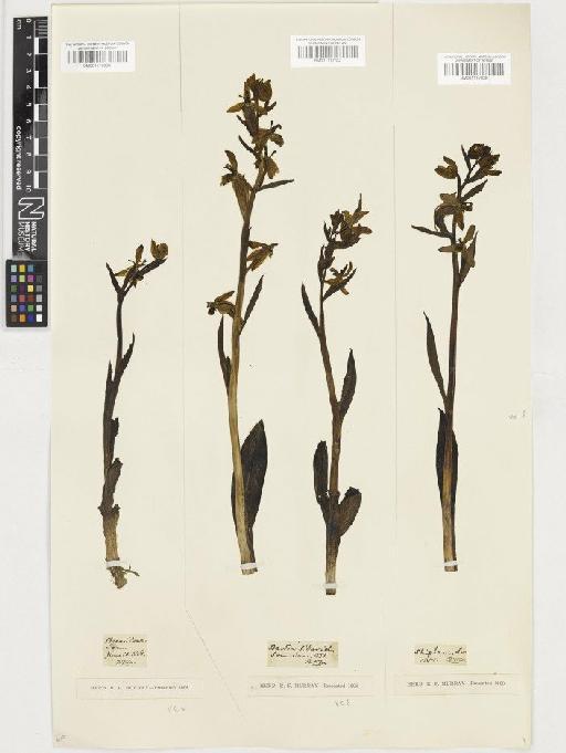 Ophrys apifera Huds. - BM001117037
