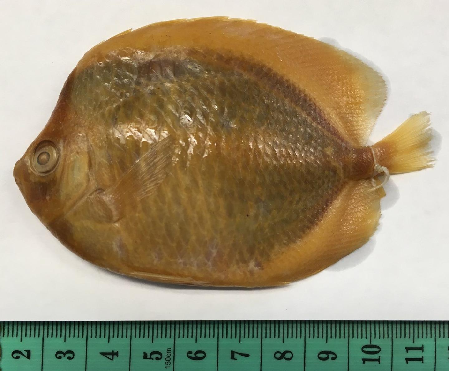 To NHMUK collection (Chaetodon flavescens Bennett, 1831; HOLOTYPE; NHMUK:ecatalogue:2585455)