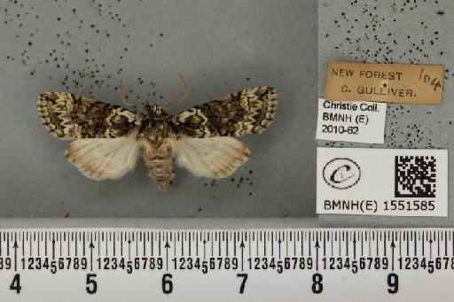 Polyploca ridens (Fabricius, 1787) - BMNHE_1551585_238784