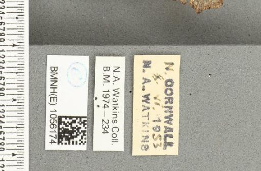Aglais urticae ab. salmonicolor Raynor, 1906 - BMNHE_1056174_label_45625