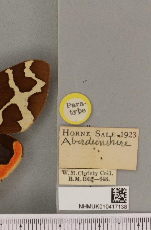 Arctia caja ab. discojuncta Cockayne, 1947 - NHMUK_010417138_label_529562