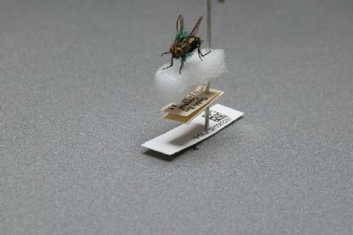 Sarcophaga (Myorhina) nigriventris Meigen, 1826 - 015092267_additional_3