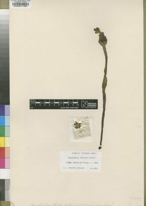 Amorphophallus elliotii Hook.f. - BM000528971