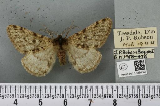 Phigalia pilosaria ab. tangens Lempke, 1952 - BMNHE_1889250_456116