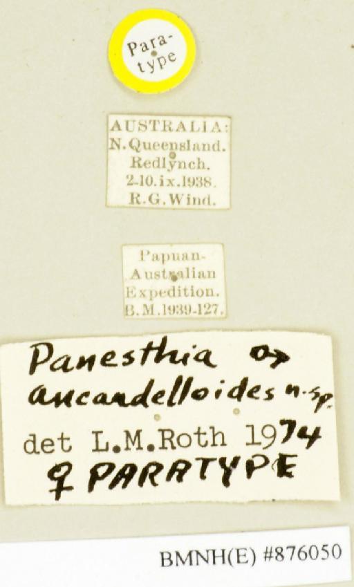 Panesthia ancaudellioides Roth, 1977 - Panesthia ancaudellioides Roth, 1977, female, paratype, labels. Photographer: Edward Baker. BMNH(E)#876050