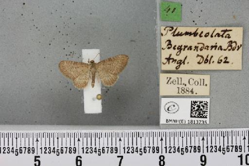 Eupithecia plumbeolata (Haworth, 1809) - BMNHE_1813735_382289