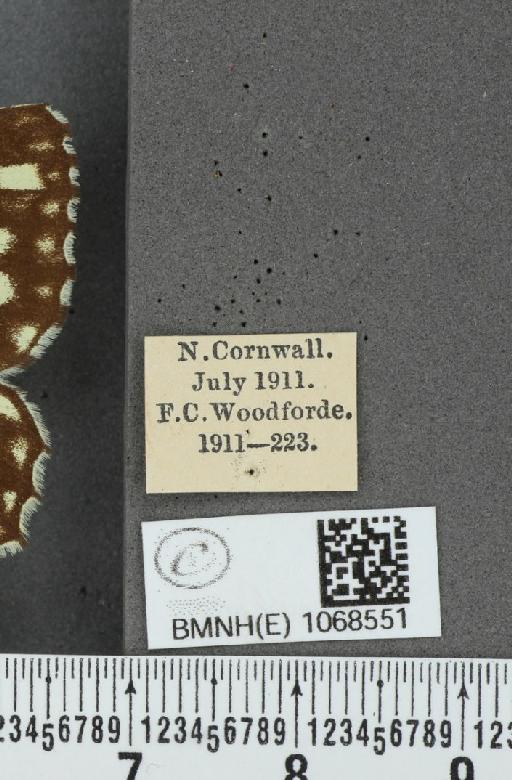 Melanargia galathea serena Verity, 1913 - BMNHE_1068551_label_34177