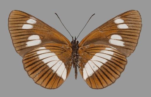 Neptis exaleuca - BMNH(E)#1719054_Neptis_exaleuca_suffusa_Rothschild_holotype_male_ventral