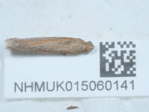 Sophronia semicostella (Hübner, 1813) - 015060141_1