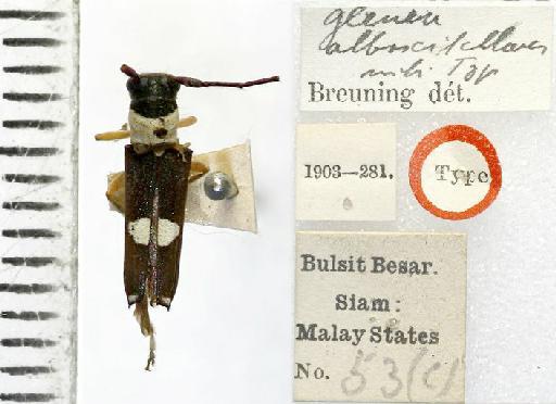 Glenea alboscutellaris Breuning, 1958 - Glenea_alboscutellaris