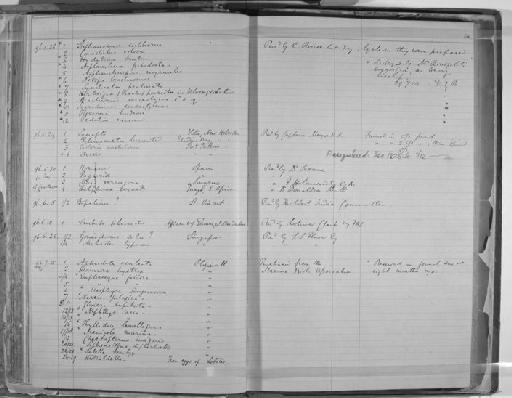 Sabella bombyx - Zoology Accessions Register: Annelida & Echinoderms: 1884 - 1923: page 88