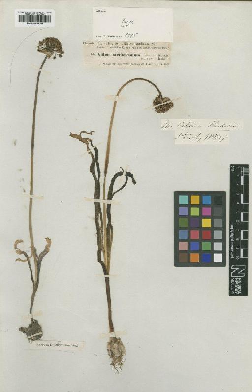 Allium stenopetalum Boiss. & Kotschy - BM000958299