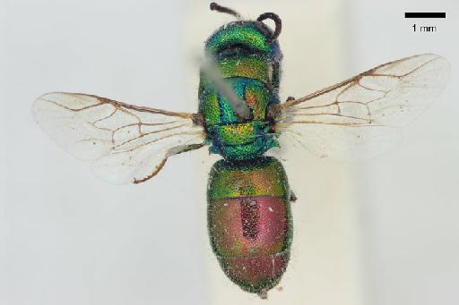 Chrysis deposita Nurse, 1904 - Chrysis_deposita-BMNH(E)#970979_type-dorsal-1_25X