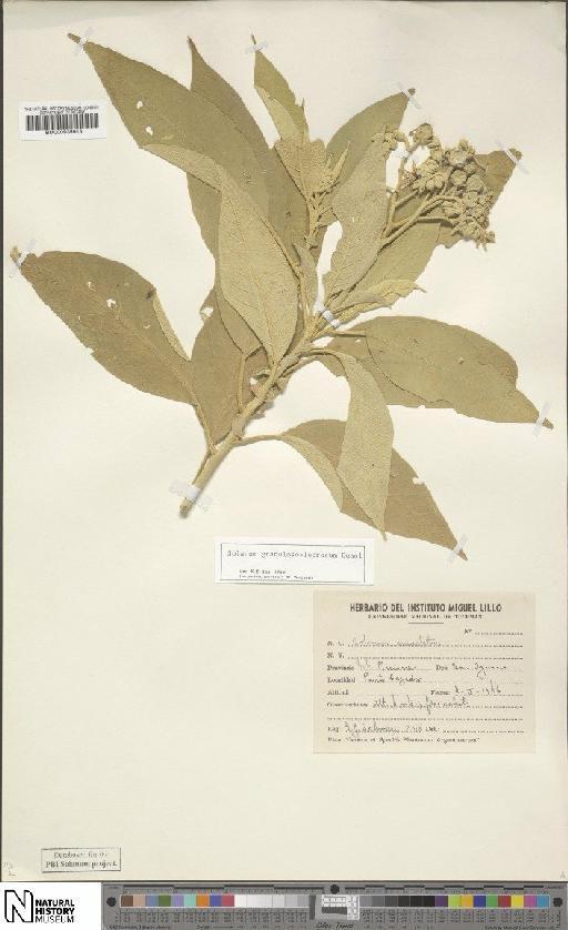 Solanum granuloso-leprosum Dunal - BM000935915