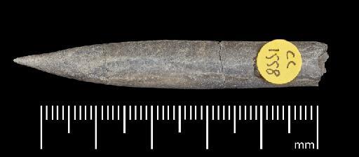 Simpsonibelus expansus (Simpson) - PI CC 1558 - belemnite