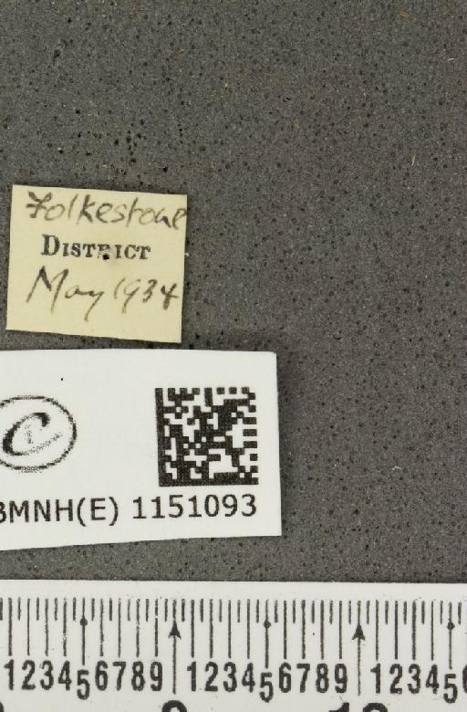 Celastrina argiolus britanna (Verity, 1919) - BMNHE_1151093_a_label_112123