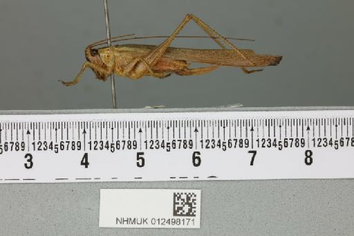 Conocephalus bispinatus Pitkin, 1980 - 012498171_reverse