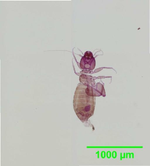 Liposcelis pubescens Broadhead & Richards, 1947 - 010150929__2016_03_17_s5