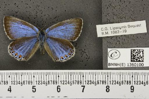 Lysandra bellargus ab. ceronus-lunulata Tutt, 1909 - BMNHE_1360100_181594