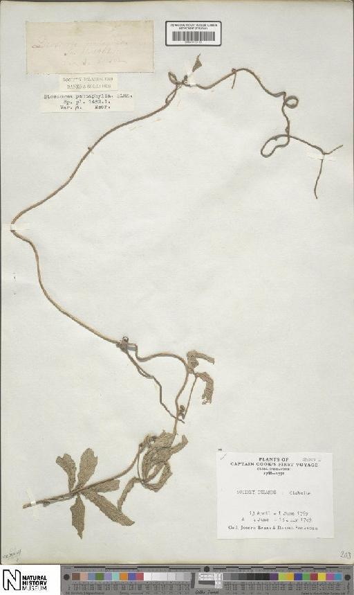 Dioscorea pentaphylla L. - BM001190109