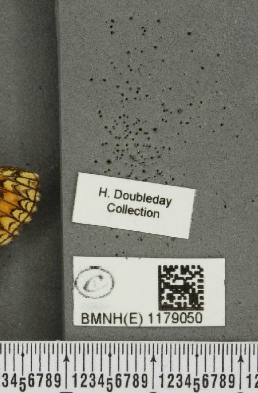 Melitaea athalia (Rottemburg, 1775) - BMNHE_1179050_label_56777