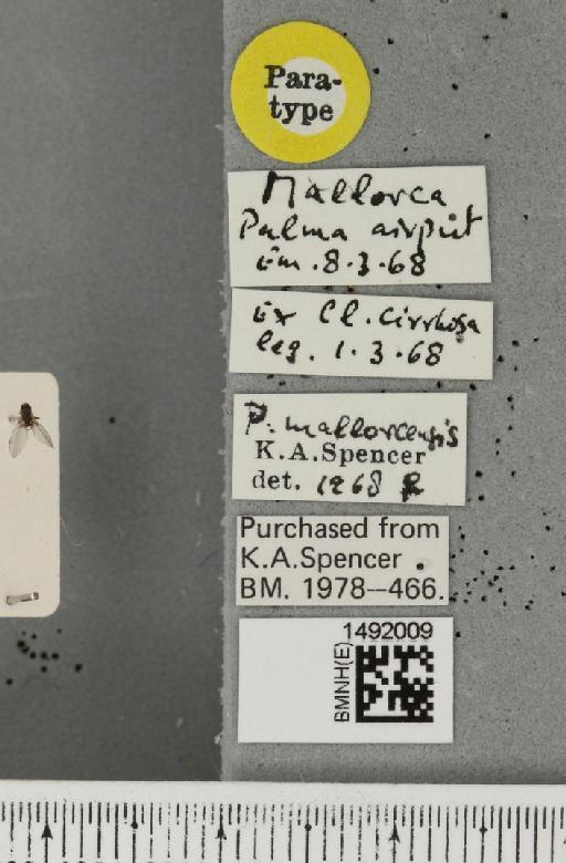 Phytomyza mallorecensis Spencer, 1969 - BMNHE_1492009_label_53709
