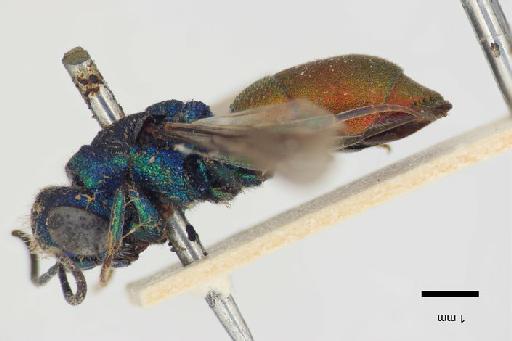 Chrysis neglecta Shuckard, 1836 - Chrysis_neglecta-BMNH(E)#970906_lectotype-lateral-1_6X