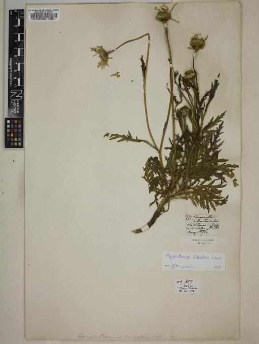 Argyranthemum dissectum Lowe - 000083895