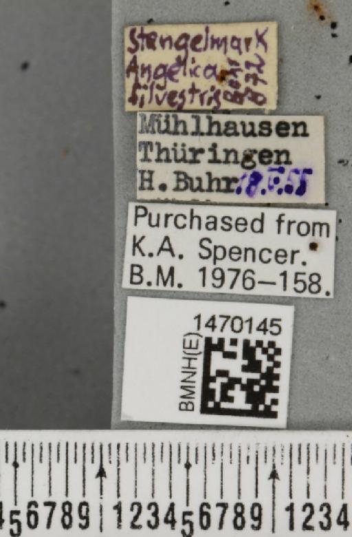 Melanagromyza angeliciphaga Spencer, 1969 - BMNHE_1470145_label_44695