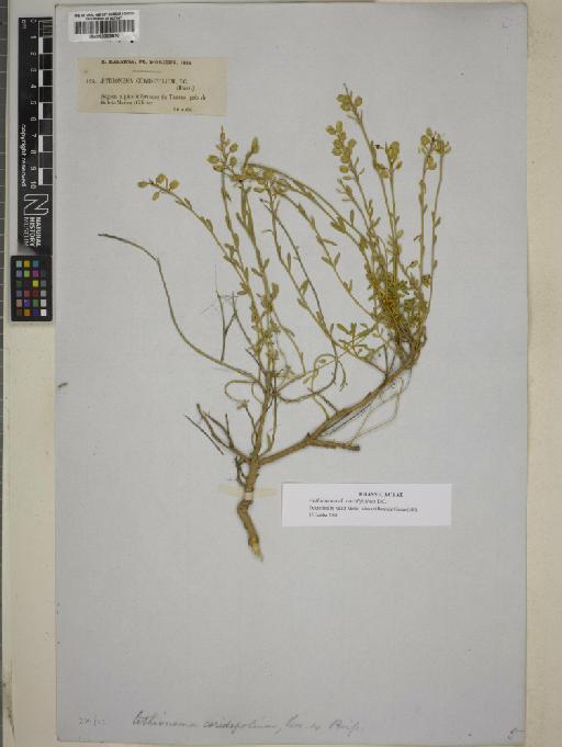 Aethionema coridifolium DC. - BM000883570