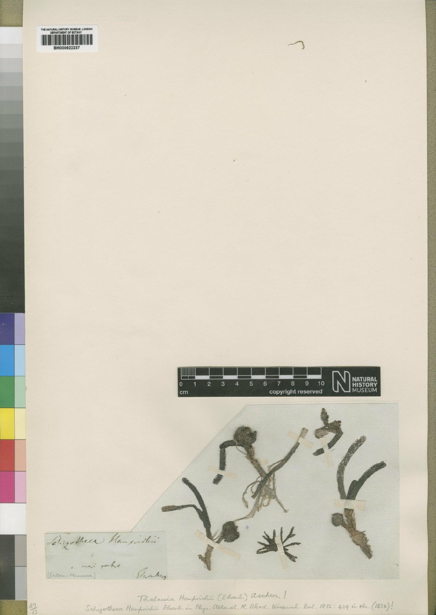 To NHMUK collection (Thalassia hemprichii (Ehrenb.) Asch.; Type; NHMUK:ecatalogue:4559222)