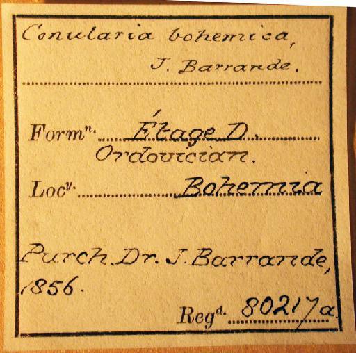Metaconularia consobrina (Barrande, 1867) - 80217a. Conularia bohemica (label)